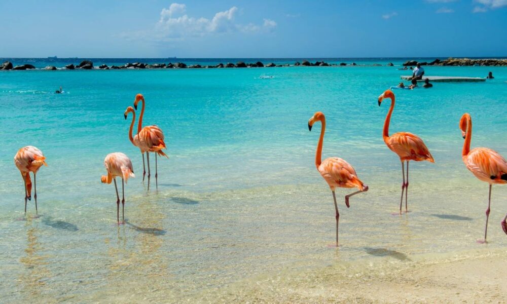 Wat je wil weten over Aruba